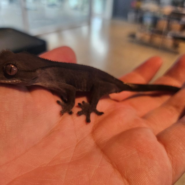 다크 팬텀 카푸치노