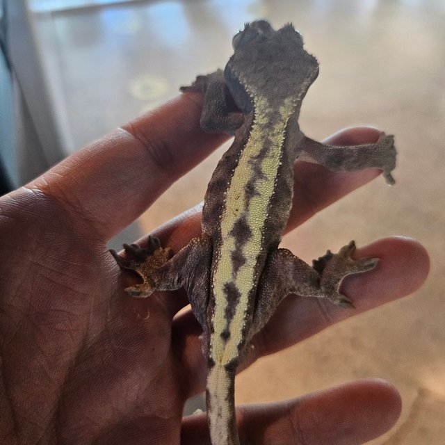 슈퍼세이블 릴리