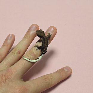 챠콜 팬텀 프라푸치노