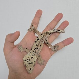 슈퍼달마시안