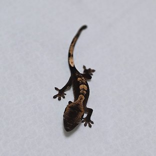 챠콜 플레임
