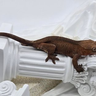 레드 팬텀 카푸치노