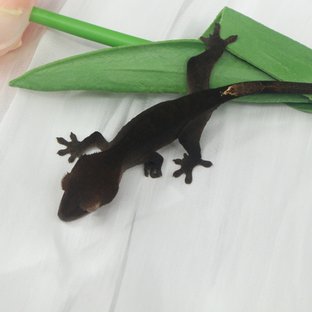 반려동물 이미지