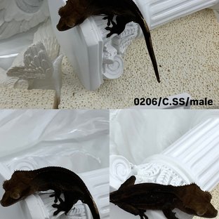 챠콜 슈퍼스트라이프