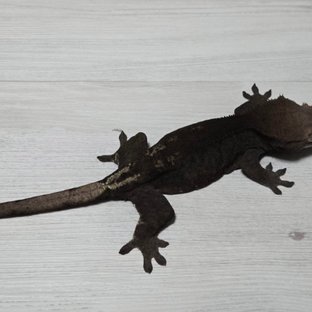반려동물 이미지