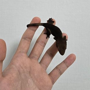 다크 팬텀