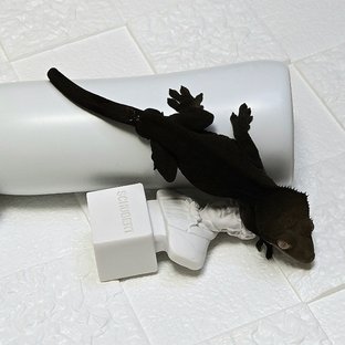 챠콜