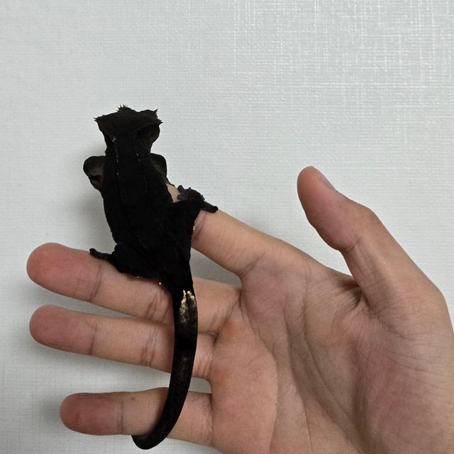 알티 챠콜