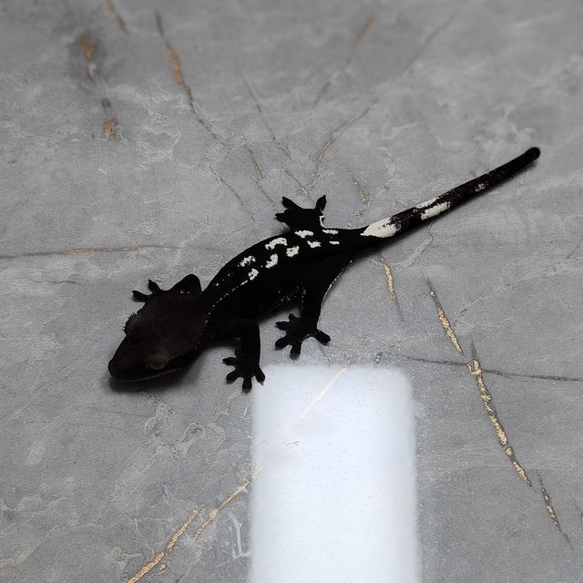 알티 아잔틱