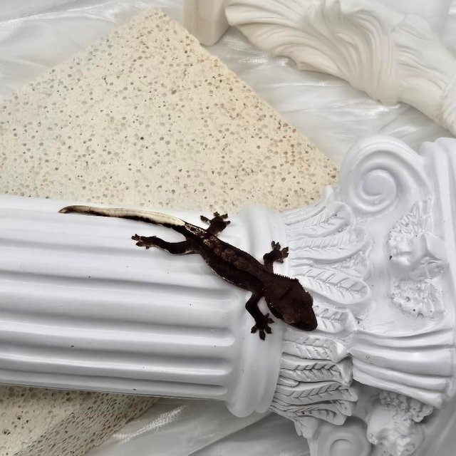 챠콜 팬텀 프라푸치노