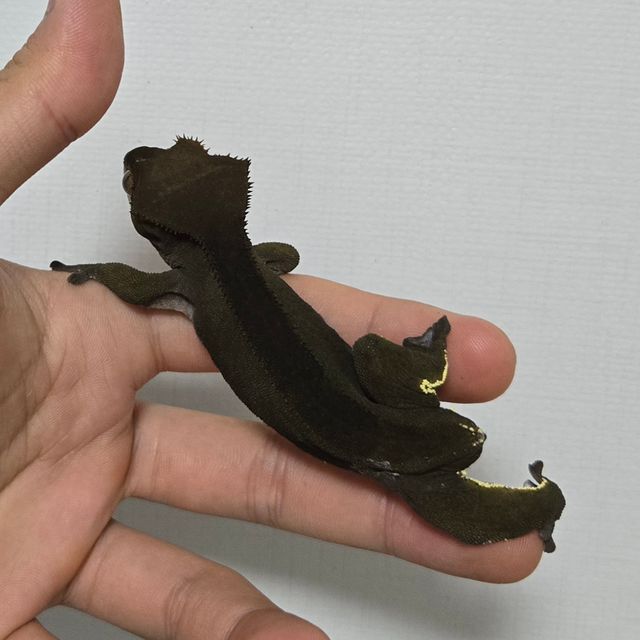 알티 챠콜