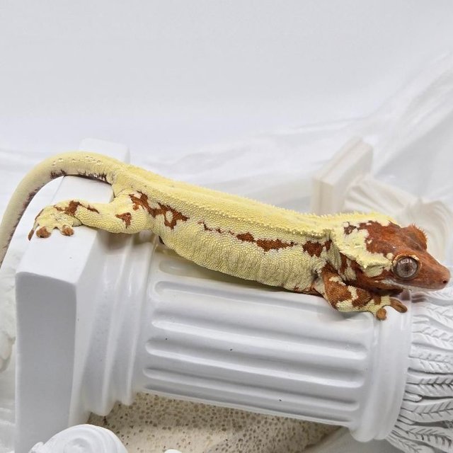 레드 프라푸치노