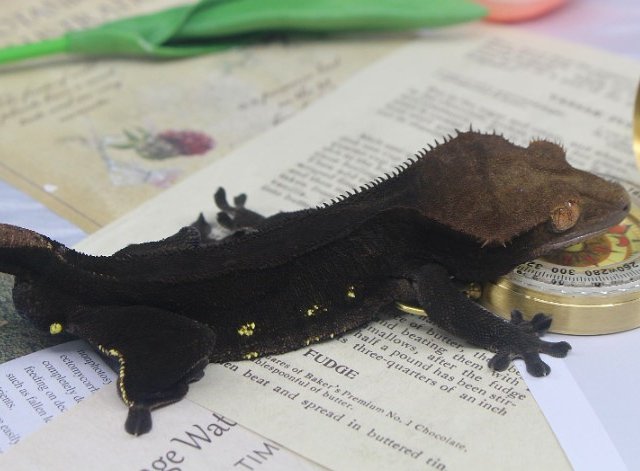 챠콜 풀핀 슈퍼스트라이프