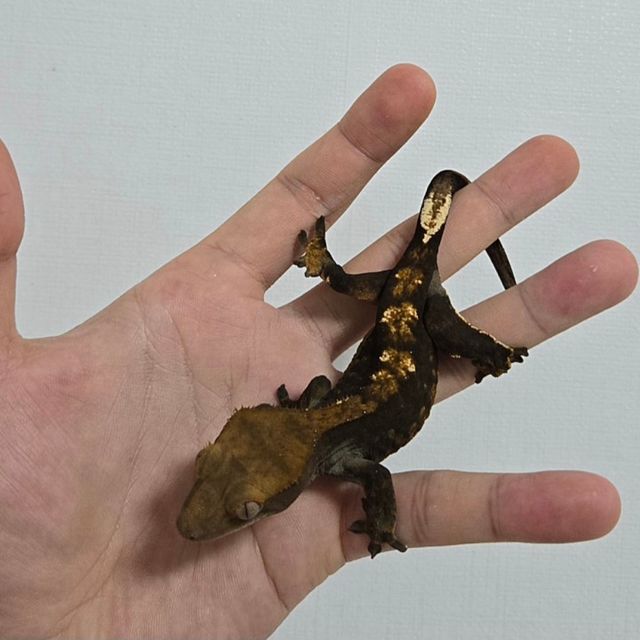 다크 플레임
