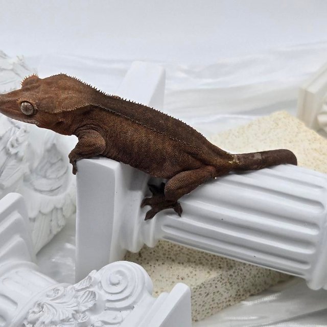 레드 팬텀 카푸치노