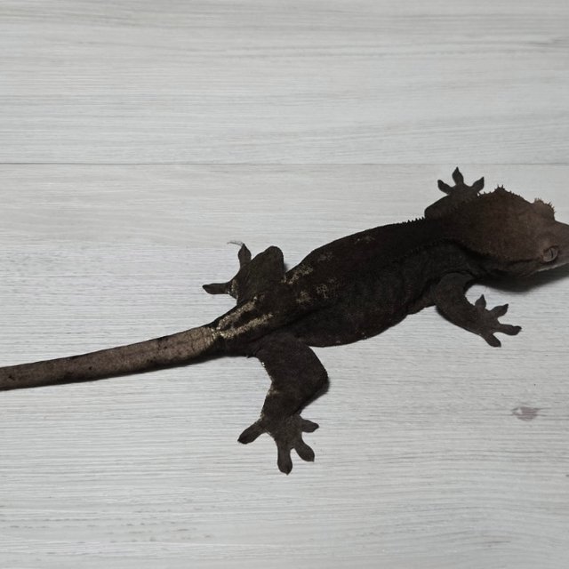 챠콜 팬텀 프라푸치노