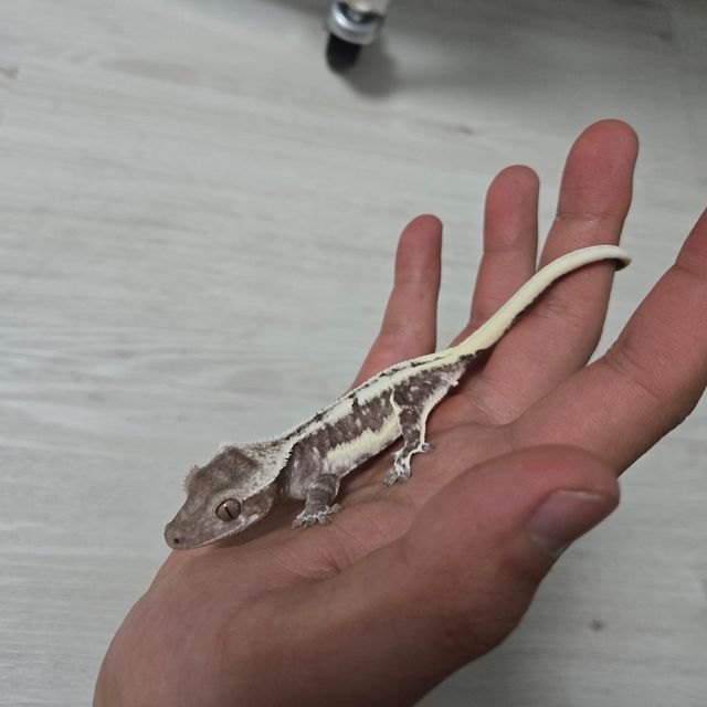 릴잔틱