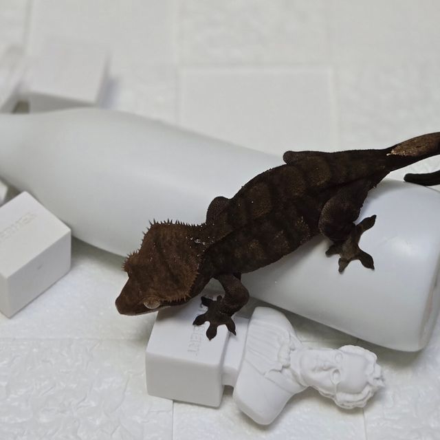 챠콜