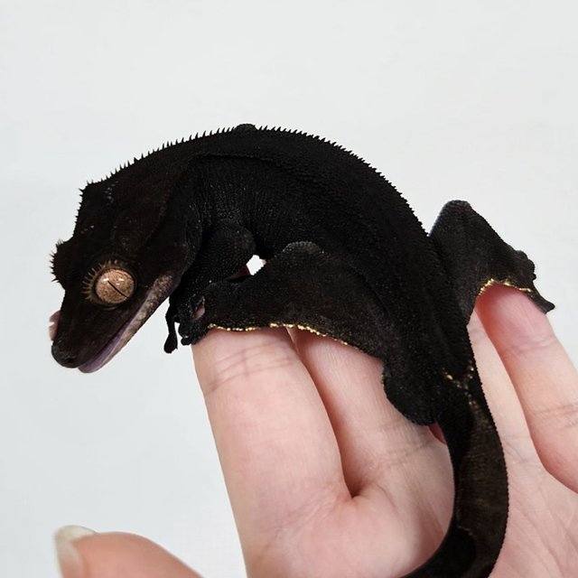 챠콜 팬텀 카푸치노