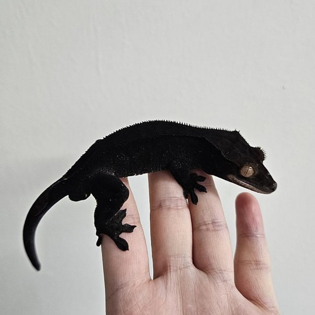 챠콜 팬텀 카푸치노