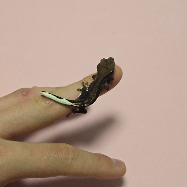 챠콜 팬텀 프라푸치노