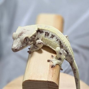 버터엄마