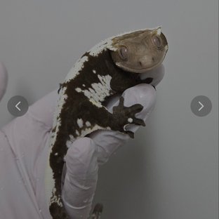 버터아삐