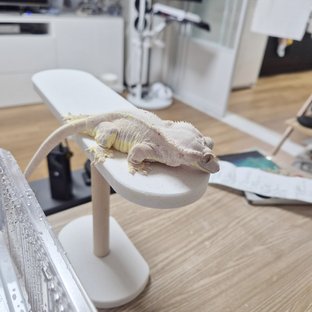 레드 릴리화이트