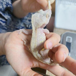 레드 팬텀 하이포
