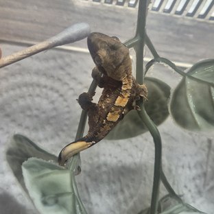 트라이 익스트림할리퀸