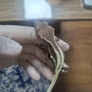 릴잔틱