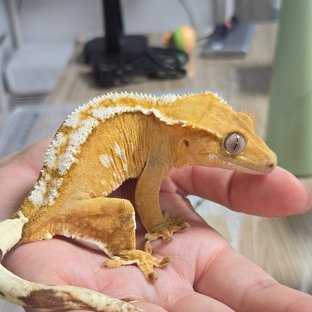 크림시클