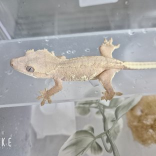 레드 릴리화이트