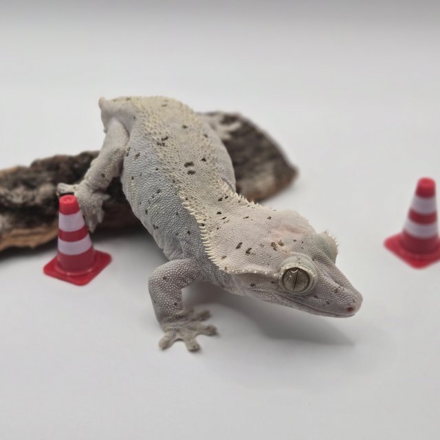 하이포 달마시안