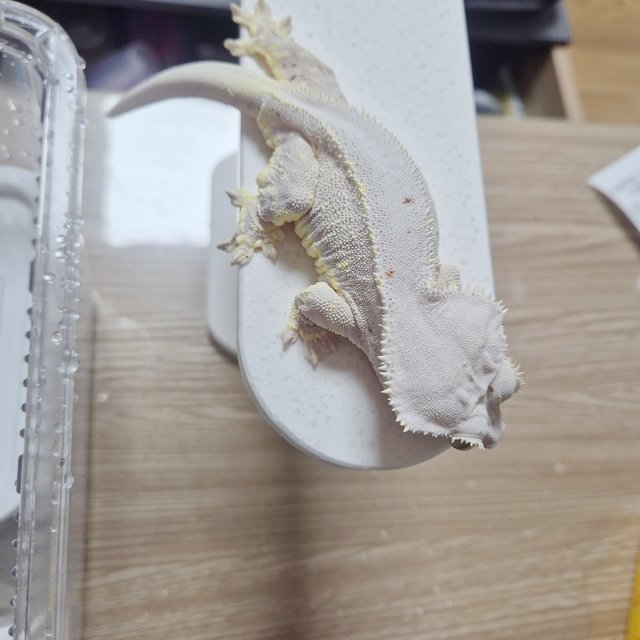 레드 릴리화이트