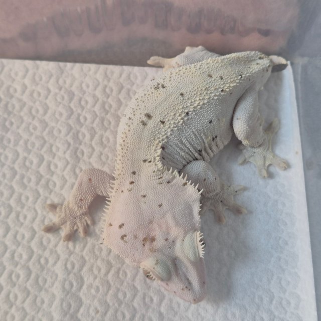 하이포 달마시안