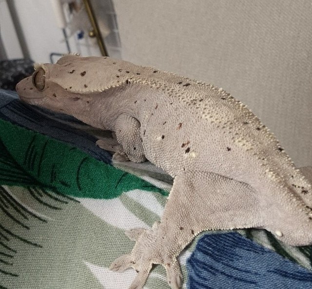 하이포 달마시안