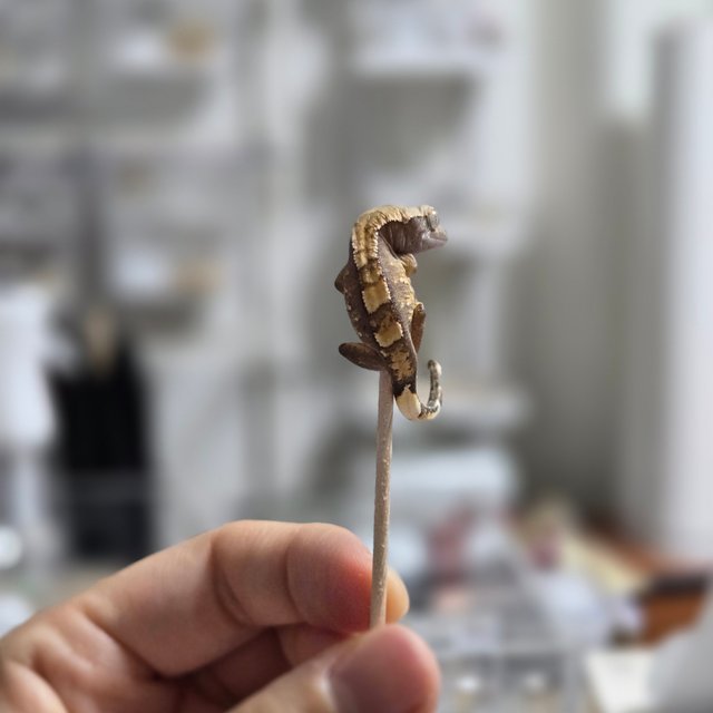 트라이 익스트림할리퀸