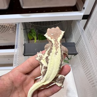 프라푸치노