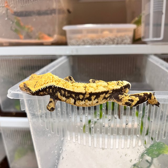 노멀 쿼드 핀스트라이프