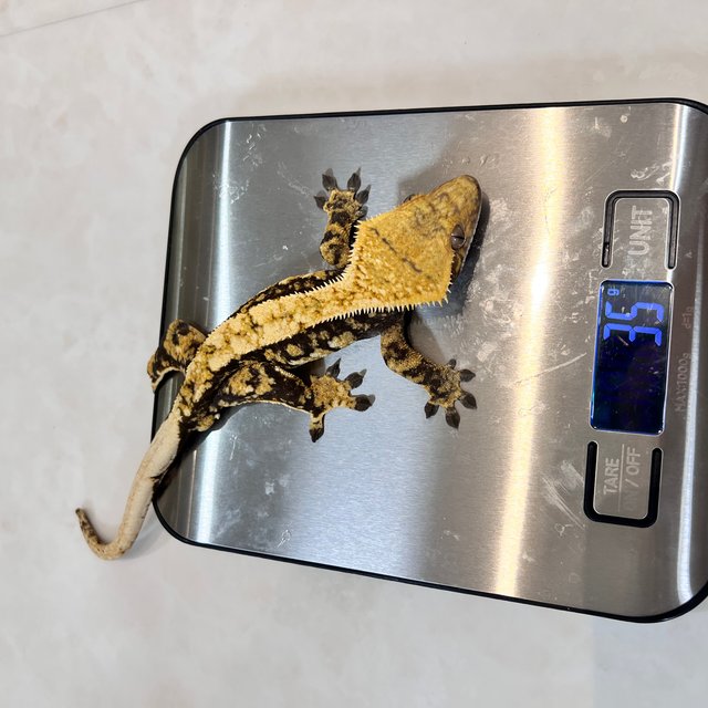 노멀 쿼드 핀스트라이프