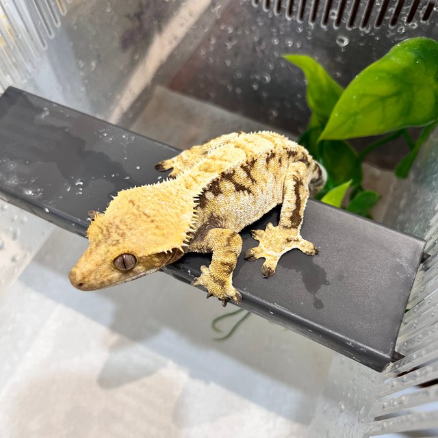 익스트림할리퀸 트라이