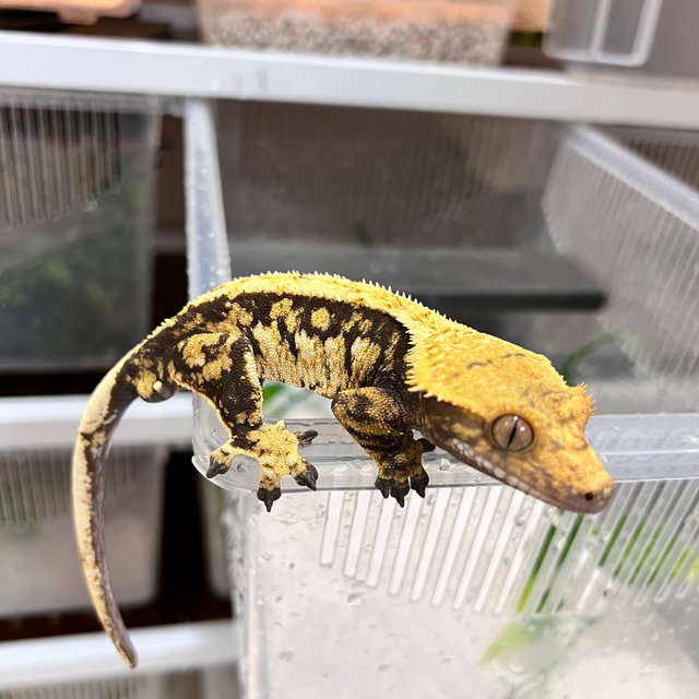 노멀 쿼드 핀스트라이프