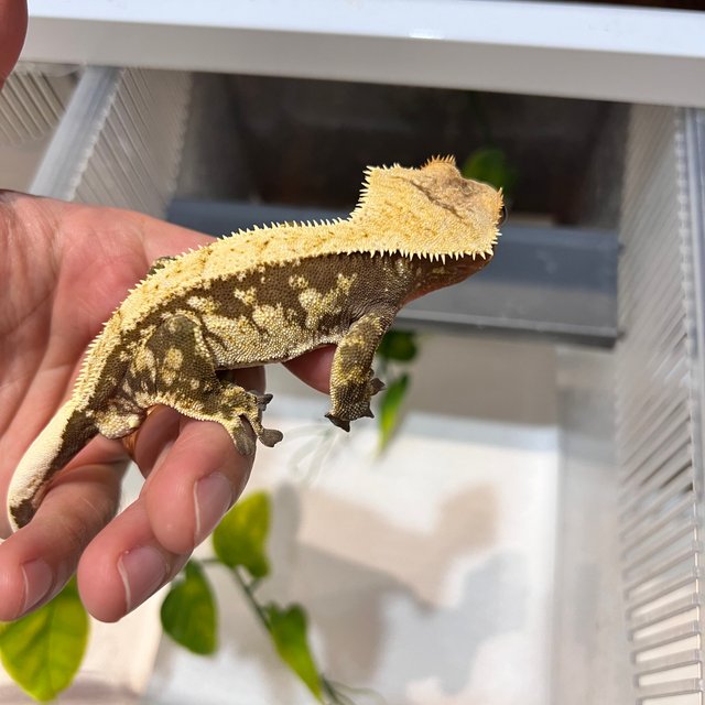 핀스트라이프 레드