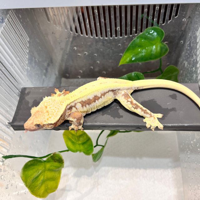 릴리화이트 레드