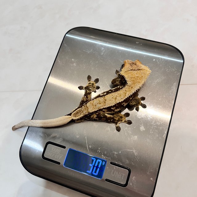 핀스트라이프 레드