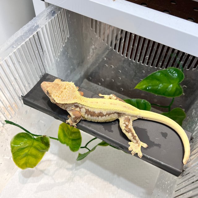 릴리화이트 레드