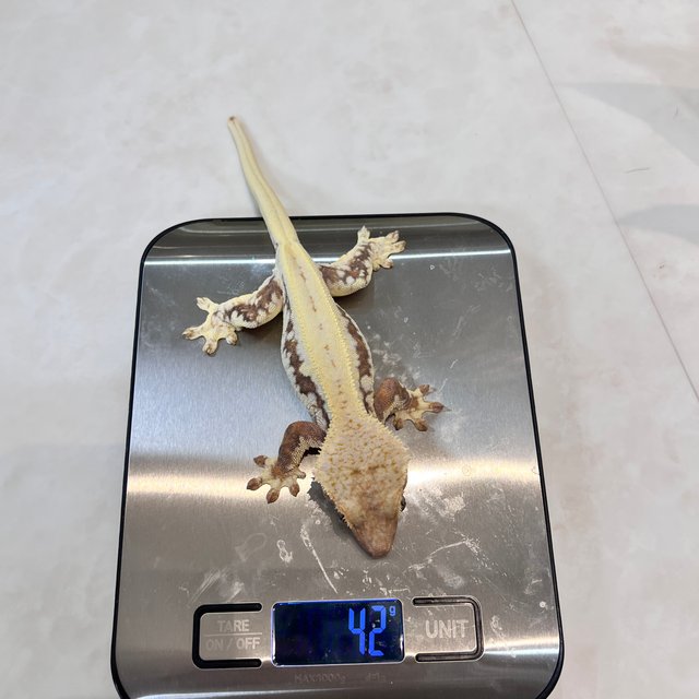 릴리화이트 레드