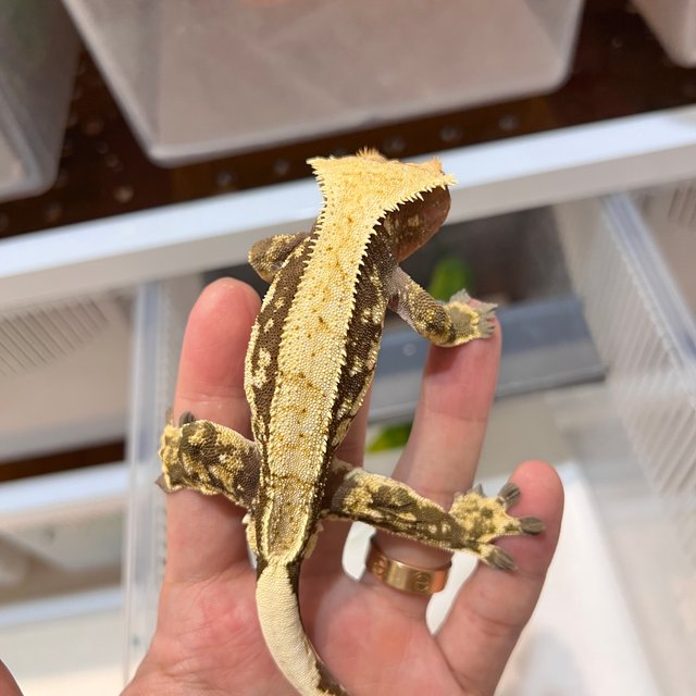 핀스트라이프 레드