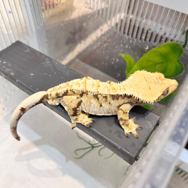 익스트림할리퀸 트라이